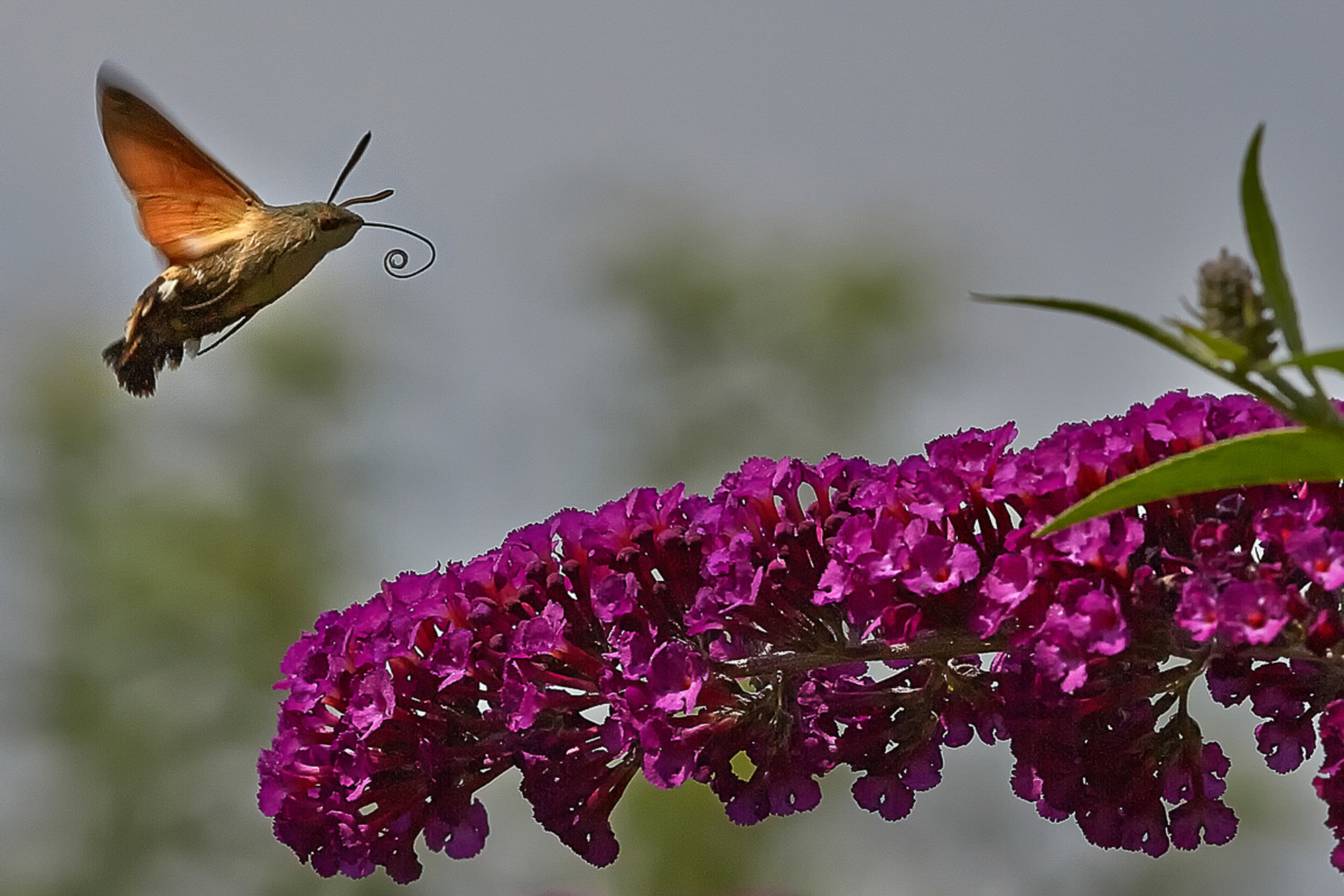 Hummingbird hawkmoth